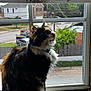 animal, calico, cat, collar, daylight, domestic, fence, fur, house, outdoor_view, pet, road, side_profile, sitting, suburb, sunlight, tree, whiskers, window, windowsill