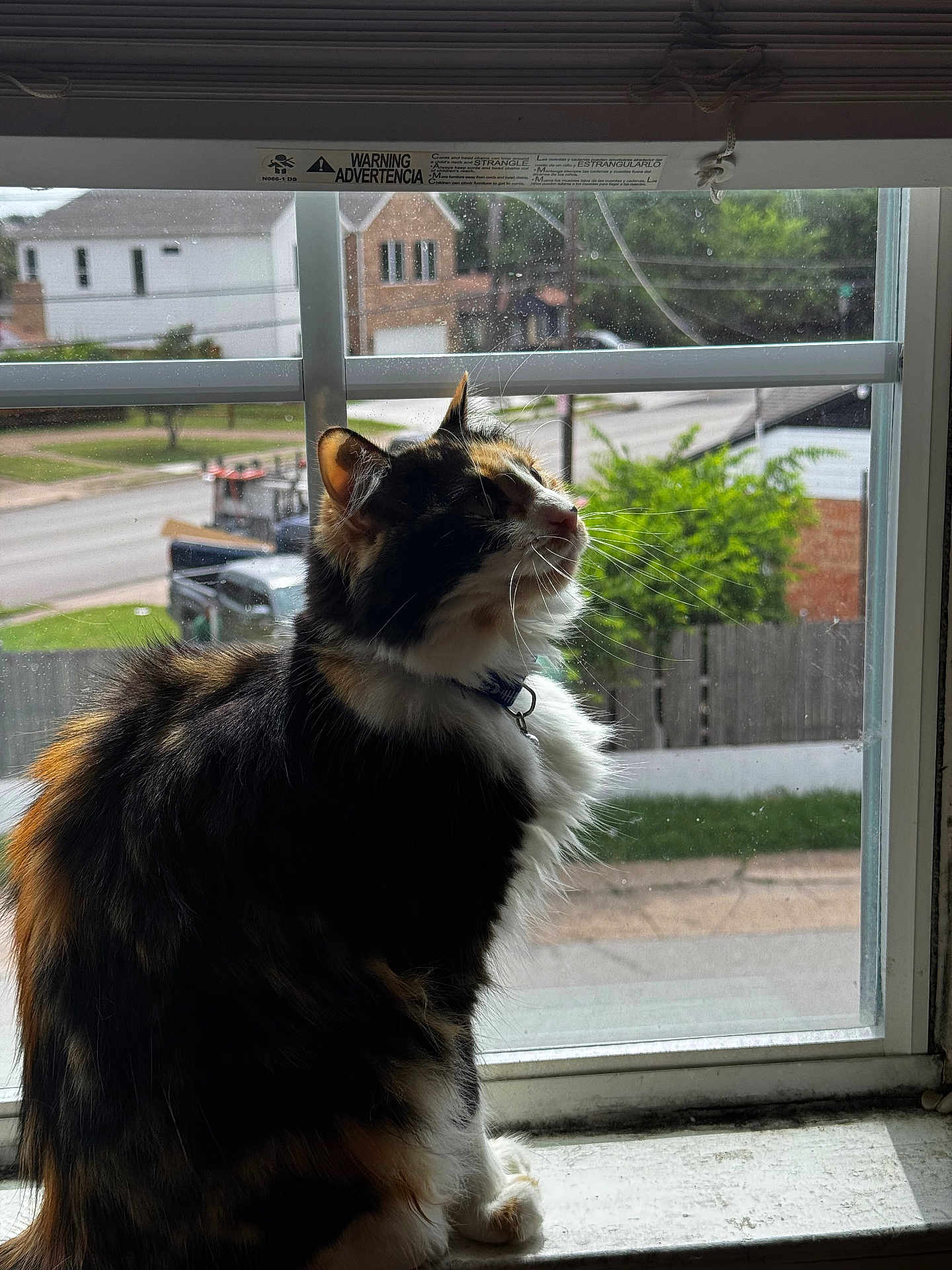 Ouija is registered to the contest to win money with this photo: animal, calico, cat, collar, daylight, domestic, fence, fur, house, outdoor_view, pet, road, side_profile, sitting, suburb, sunlight, tree, whiskers, window, windowsill