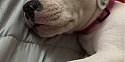 Bella joined the competition — help win amazing prizes! animal, blanket, boxer, bulldog, canine, couch, cushion, dog, frenchbulldog, furniture, homedecor, hound, person, pet, pig, pitbull, puppy, quilt, sleeping, snout