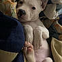 Bella is registered to the contest to win money with this photo: animal, baby, bed, blanket, boxer, bulldog, canine, cushion, dog, face, furniture, head, person, pet, photography, pitbull, portrait, puppy, quilt, sleeping