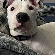 Bella joined the competition — help win amazing prizes! animal, blanket, bostonbull, boxer, bulldog, canine, couch, dog, face, frenchbulldog, furniture, head, hound, person, pet, photography, pitbull, portrait, puppy, whitedog