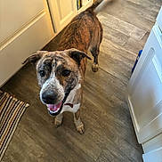 Bailey is registered to the contest to win money with this photo: accessories, animal, canine, clothing, dog, door, footwear, hardwood, hound, indoors, interiordesign, labradorretriever, person, pet, plywood, puppy, shoe, stainedwood, strap, wood
