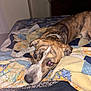 Bailey joined the competition — help win amazing prizes! animal, bed, bedroom, blanket, canine, computerhardware, dog, electronics, furniture, hardware, homedecor, hound, indoors, interiordesign, linen, monitor, pet, quilt, room, screen