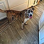 Bailey joined the competition — help win amazing prizes! accessories, animal, box, boxer, bulldog, canine, dog, frenchbulldog, hardwood, hound, indoors, interiordesign, pet, pitbull, plywood, puppy, shelf, stainedwood, strap, wood