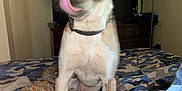 Bailey is registered to the contest to win money with this photo: animal, bed, bedroom, canine, cushion, dog, face, furniture, head, homedecor, hound, indoors, interiordesign, lamp, linen, person, pet, photography, portrait, room