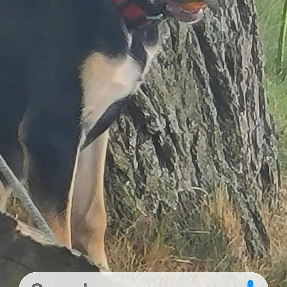 Bella is registered to the contest to win money with this photo: ball, canidae, carnivore, collar, companion_dog, dog, dog_breed, dog_collar, dog_sports, grass, guard_dog, photo_caption, plant, snout, sporting_group, terrestrial_plant, tree, trunk, wood, working_animal