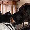 animal, black_cat, cat, chair, close_up, cozy, curious, cushion, dog, domestic_animals, friendship, furniture, home, indoor, large_dog, nose_to_nose, pet_interaction, pets, quiet_moment, wooden_table