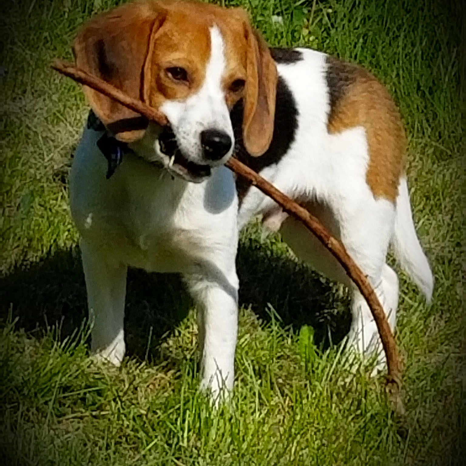 Dawson is registered to the contest to win money with this photo: american_foxhound, beagle, beagle_harrier, braque_saint_germain, canidae, carnivore, companion_dog, dog, dog_breed, english_foxhound, estonian_hound, finnish_hound, hamiltonstovare, harrier, hound, mammal, serbian_tricolour_hound, treeing_walker_coonhound, vertebrate, westphalian_dachsbracke