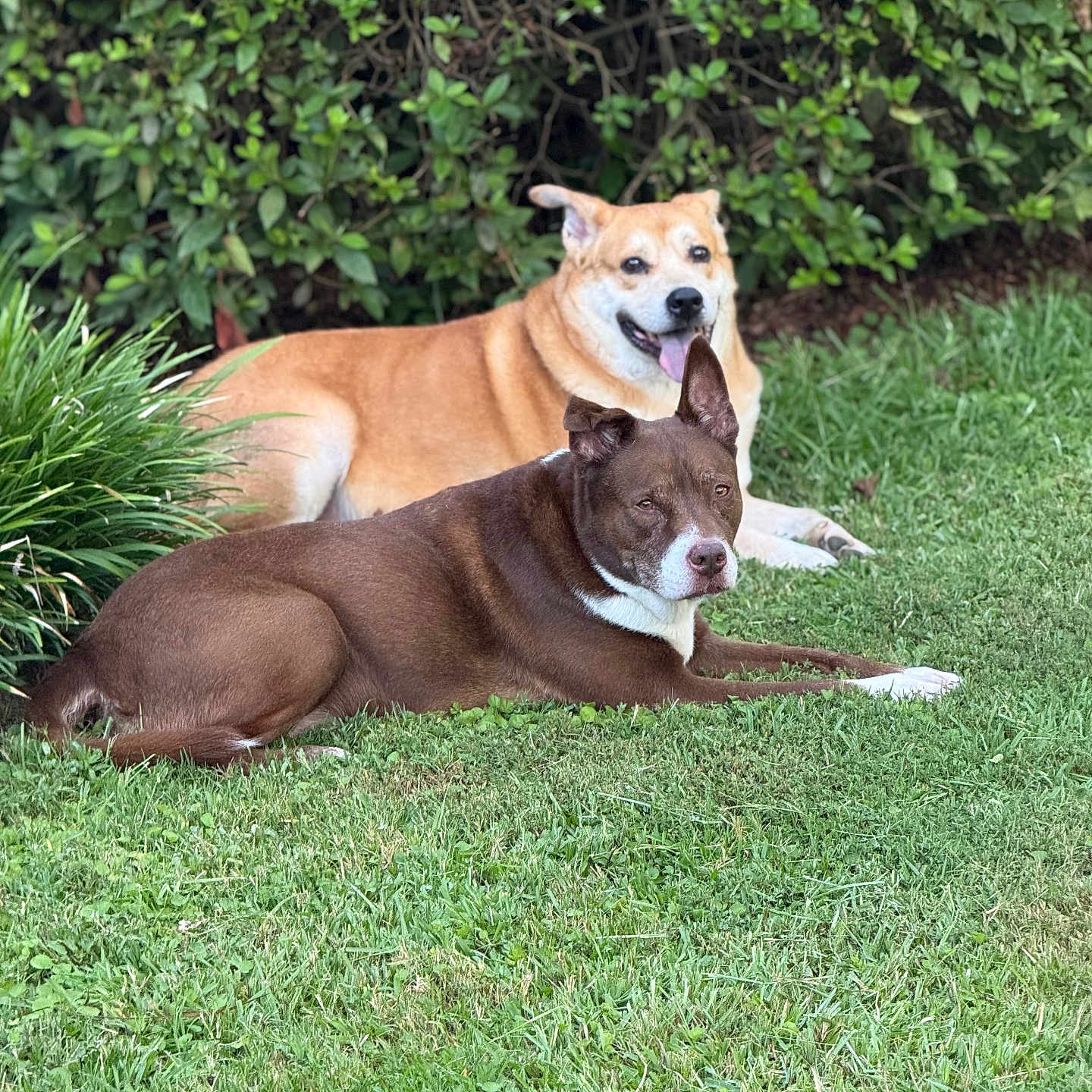 Coco And Sawyer joined the competition — help win amazing prizes! animal, brown_dog, bushes, canine, daylight, dog, ears, fur, grass, greenery, lying_down, nature, outdoor, pet, plants, relaxed, snout, tan_dog, tongue_out, two_dogs