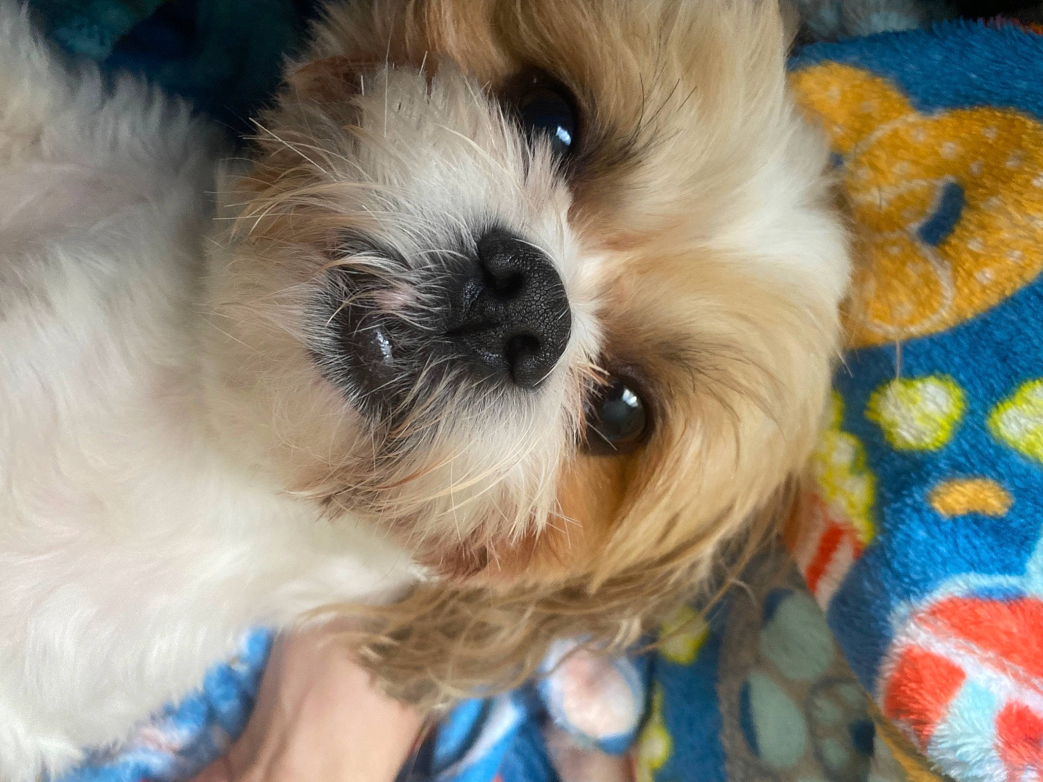 Thornelius Bunnyiford Montana