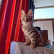 Tigrou a rejoint le concours — aidez-le/la à gagner de superbes lots ! animal, architecture, building, cat, couch, curtain, cushion, face, furniture, head, homedecor, indoors, kitten, manx, person, pet, photography, plant, portrait, pottedplant