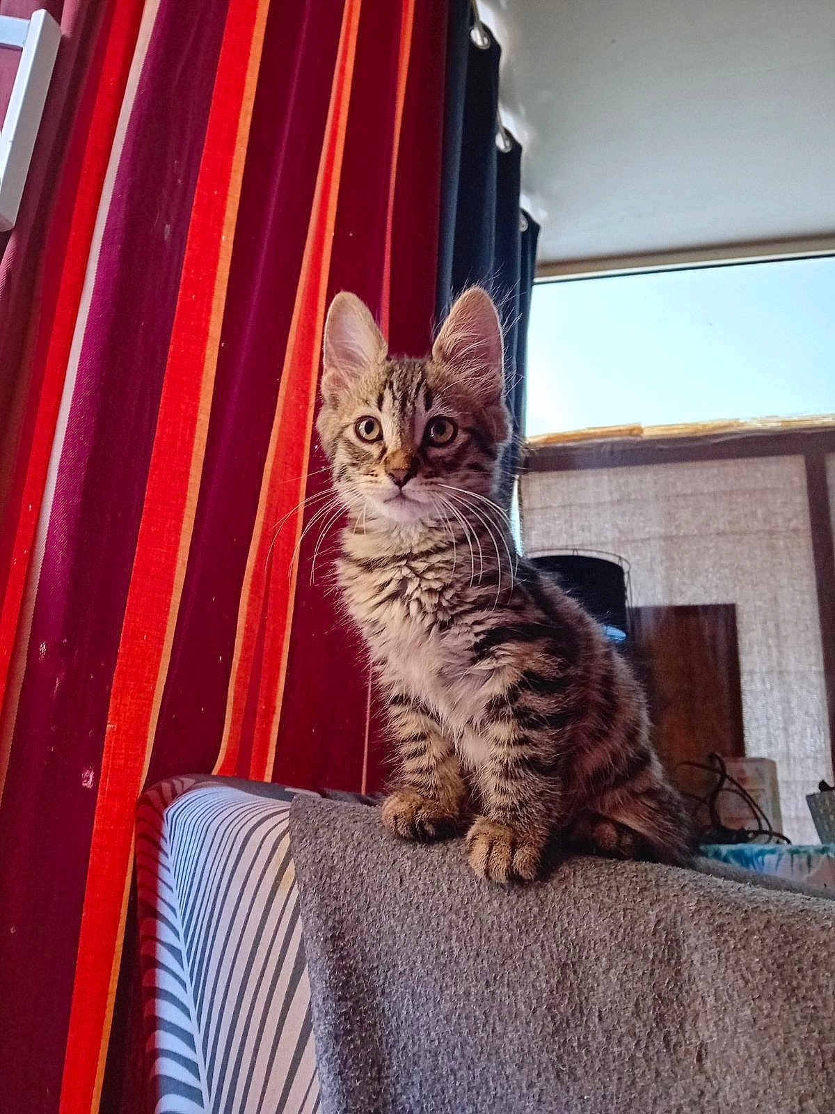 Tigrou