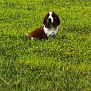 Fred is registered to the contest to win money with this photo: dog, basset_hound, field, grass, yellow_flowers, outdoor, nature, pet, animal, sitting, greenery, canine, leafy, summer, long_ears, fur, wildflowers, peaceful, daylight, meadow