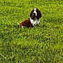 dog, basset_hound, field, grass, yellow_flowers, outdoor, nature, pet, animal, sitting, greenery, canine, leafy, summer, long_ears, fur, wildflowers, peaceful, daylight, meadow
