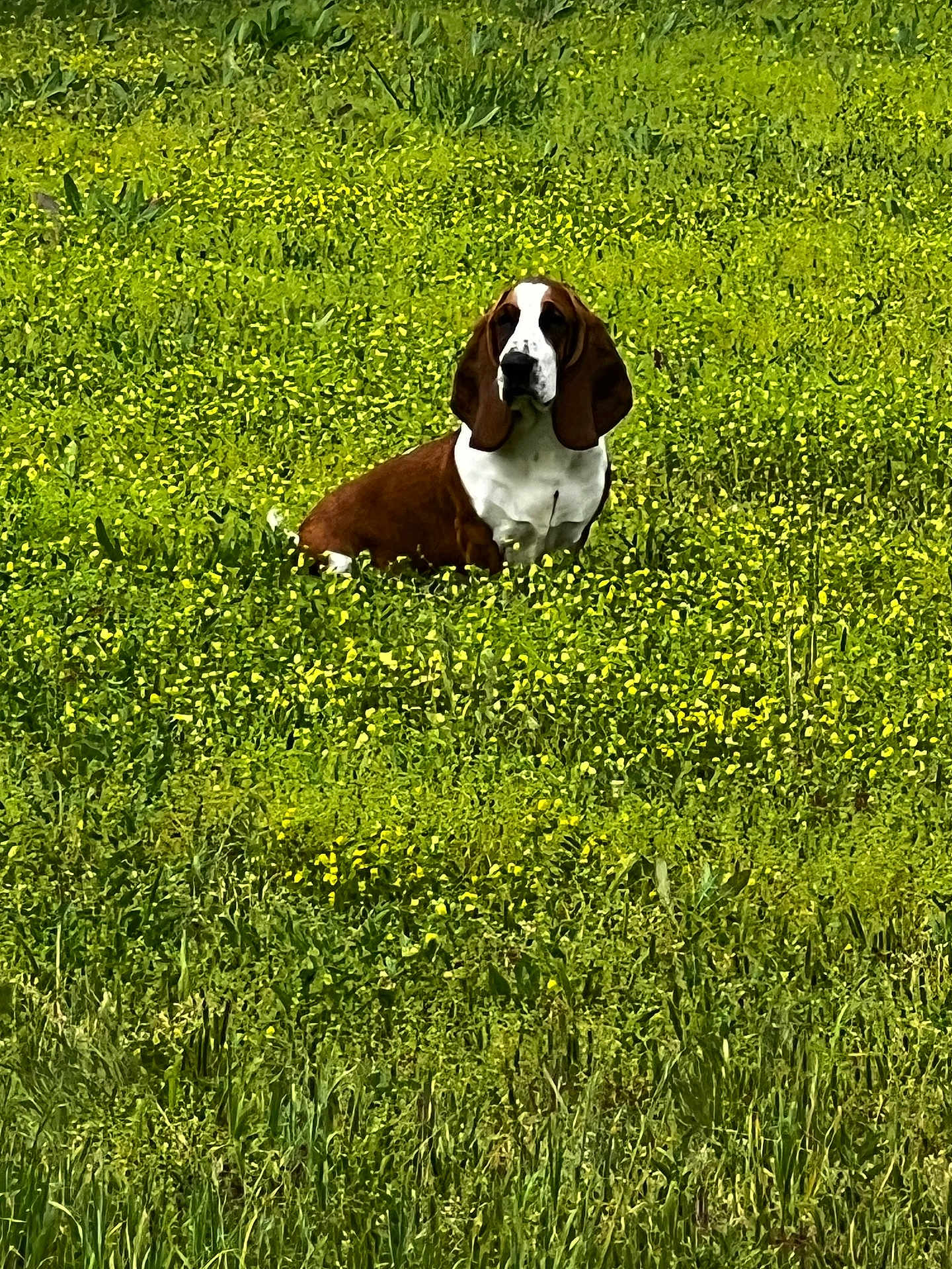 Fred is registered to the contest to win money with this photo: dog, basset_hound, field, grass, yellow_flowers, outdoor, nature, pet, animal, sitting, greenery, canine, leafy, summer, long_ears, fur, wildflowers, peaceful, daylight, meadow