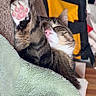 Dorian is registered to the contest to win money with this photo: cat, tabby, sleeping, paw, pink_paw_pads, blanket, cozy, indoor, fur, whiskers, relaxation, pet, cute, resting, animal, soft_texture, napping, feline, domestic_cat, comfort