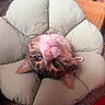 Dorian is registered to the contest to win money with this photo: cat, tabby, upside_down, green_eyes, whiskers, flower_cushion, soft, pet, indoor, cozy, feline, pillow, fur, relaxed, closeup, animal, cute, resting, comfort, home