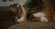 Dorian joined the competition — help win amazing prizes! cat, tabby, sleeping, cozy, fur, pink_nose, couch, indoor, pet, relaxed, whiskers, closeup, domestic_cat, resting, animal, feline, soft, curled_up, cute, quiet