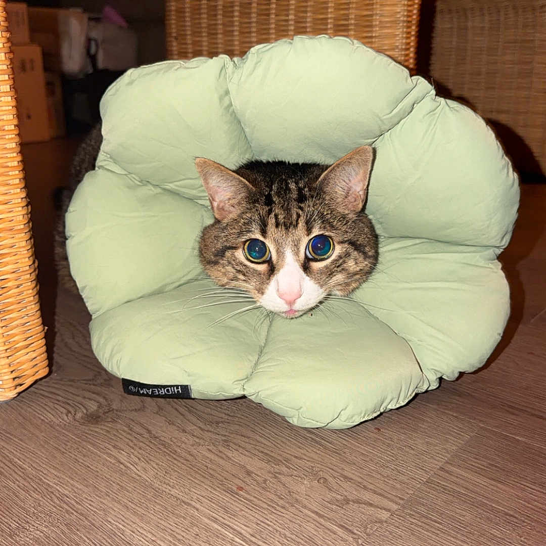 Dorian joined the competition — help win amazing prizes! cat, tabby_cat, flower_cushion, pet, indoor, wood_floor, wicker_furniture, curious, face, animal, cute, cozy, soft, pillow, domestic, feline, resting, closeup, home, comfort