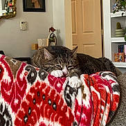 Dorian is registered to the contest to win money with this photo: cat, tabby_cat, blanket, couch, indoor, relaxed, furniture, home, decor, plant, bookshelf, portrait, mirror, door, paws, resting, cozy, patterned_blanket, living_room, warm_lighting