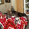 cat, tabby_cat, blanket, couch, indoor, relaxed, furniture, home, decor, plant, bookshelf, portrait, mirror, door, paws, resting, cozy, patterned_blanket, living_room, warm_lighting