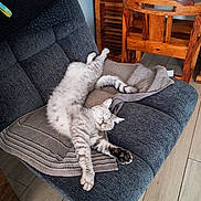 Oups participe au concours pour gagner de l'argent avec cette photo : cat, gray_cat, tabby, sleeping, relaxed, chair, furniture, wooden_chair, wooden_cabinet, home, indoor, cozy, paw, fur, pet, animal, floor, blanket, resting, peaceful