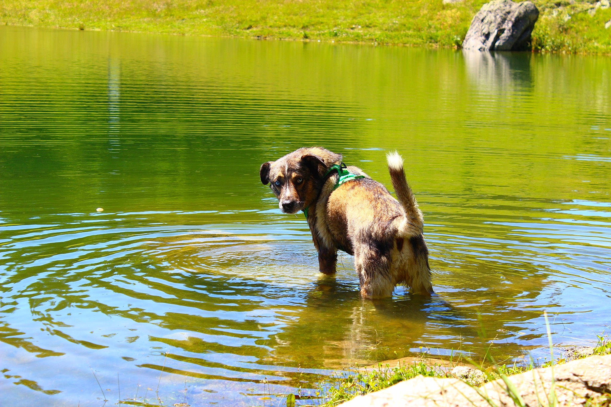 Arolle a rejoint le concours — aidez-le/la à gagner de superbes lots ! canidae, carnivore, dog, dog_breed, fawn, grass, gun_dog, lake, leisure, natural_landscape, plant, reflection, reservoir, sporting_group, tree, water, water_resources, watercourse, wildlife, working_animal