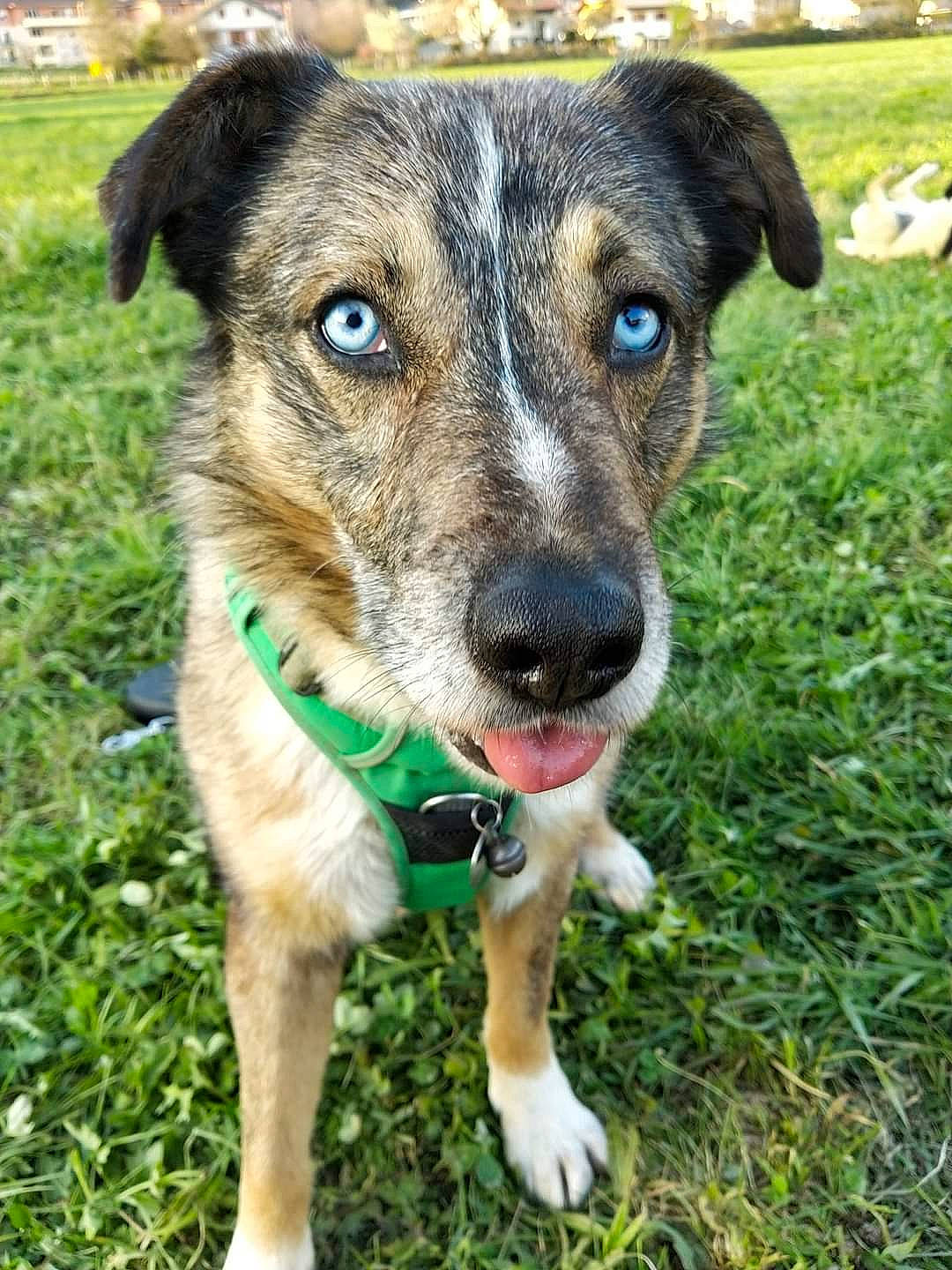 Arolle a rejoint le concours — aidez-le/la à gagner de superbes lots ! art, carnivore, collar, companion_dog, dog, dog_breed, grass, groundcover, plant, sporting_group, terrestrial_animal, whiskers, working_animal, working_dog