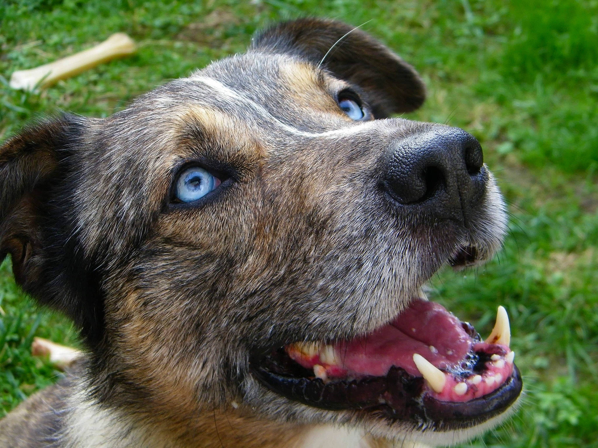 Arolle participe au concours pour gagner de l'argent avec cette photo : australian_cattle_dog, canidae, carnivore, close_up, collar, companion_dog, dog, dog_breed, dog_collar, fawn, fur, grass, plant, snout, sporting_group, terrestrial_animal, whiskers, wildlife, working_animal, working_dog