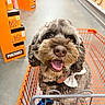 dog, pet, shopping_cart, store, hardware_store, aisle, indoor, shopping, happy, smiling, open_mouth, fluffy, curly_fur, brown_fur, gray_fur, collar, portrait, close_up, retail, photography