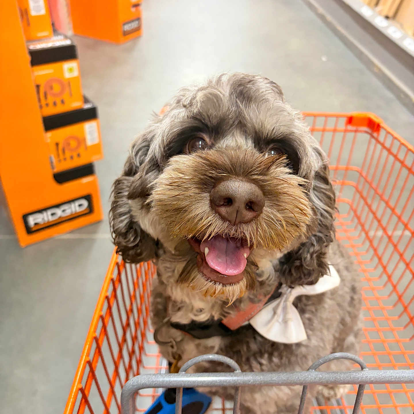 Leo Rodgers joined the competition — help win amazing prizes! dog, pet, shopping_cart, store, hardware_store, aisle, indoor, shopping, happy, smiling, open_mouth, fluffy, curly_fur, brown_fur, gray_fur, collar, portrait, close_up, retail, photography