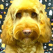Alfie is registered to the contest to win money with this photo: dog, golden_doodle, fluffy, portrait, close_up, halloween, background, pumpkins, ghosts, skulls, candy, festive, cute, pet, animal, fur, ears, nose, eyes, indoors