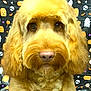 dog, golden_doodle, fluffy, portrait, close_up, halloween, background, pumpkins, ghosts, skulls, candy, festive, cute, pet, animal, fur, ears, nose, eyes, indoors