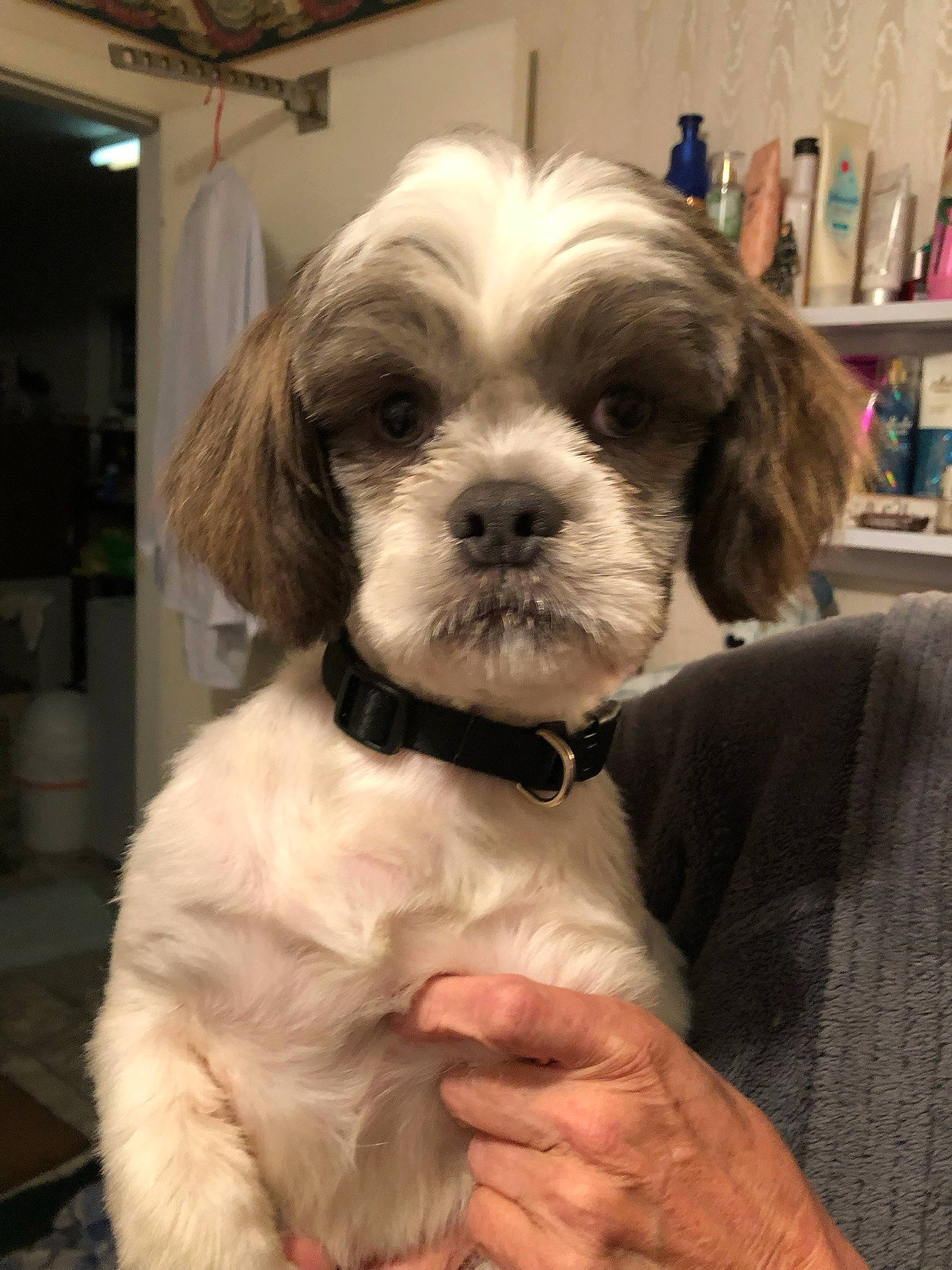 Mikey is registered to the contest to win money with this photo: bookcase, canidae, carnivore, companion_dog, dog, dog_breed, fur, liver, maltepoo, non_sporting_group, shelf, shelving, shih_tzu, small_terrier, sporting_group, toy_dog, working_animal