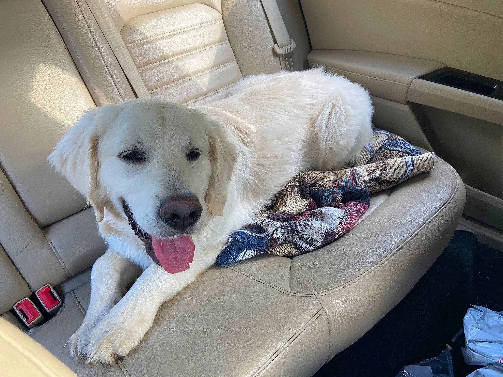 Hank is registered to the contest to win money with this photo: akbash_dog, canidae, carnivore, companion_dog, dog, dog_breed, golden_retriever, labrador_retriever, livestock_guardian_dog, mammal, maremma_sheepdog, mucuchies, puppy, retriever, snout, sporting_group