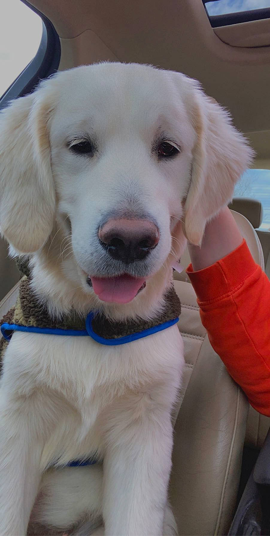 Hank joined the competition — help win amazing prizes! akbash_dog, beagador, canidae, carnivore, companion_dog, dog, dog_breed, golden_retriever, labrador_retriever, livestock_guardian_dog, mammal, nose, puppy, puppy_love, rare_breed_dog, retriever, snout, sporting_group, vertebrate, whiskers