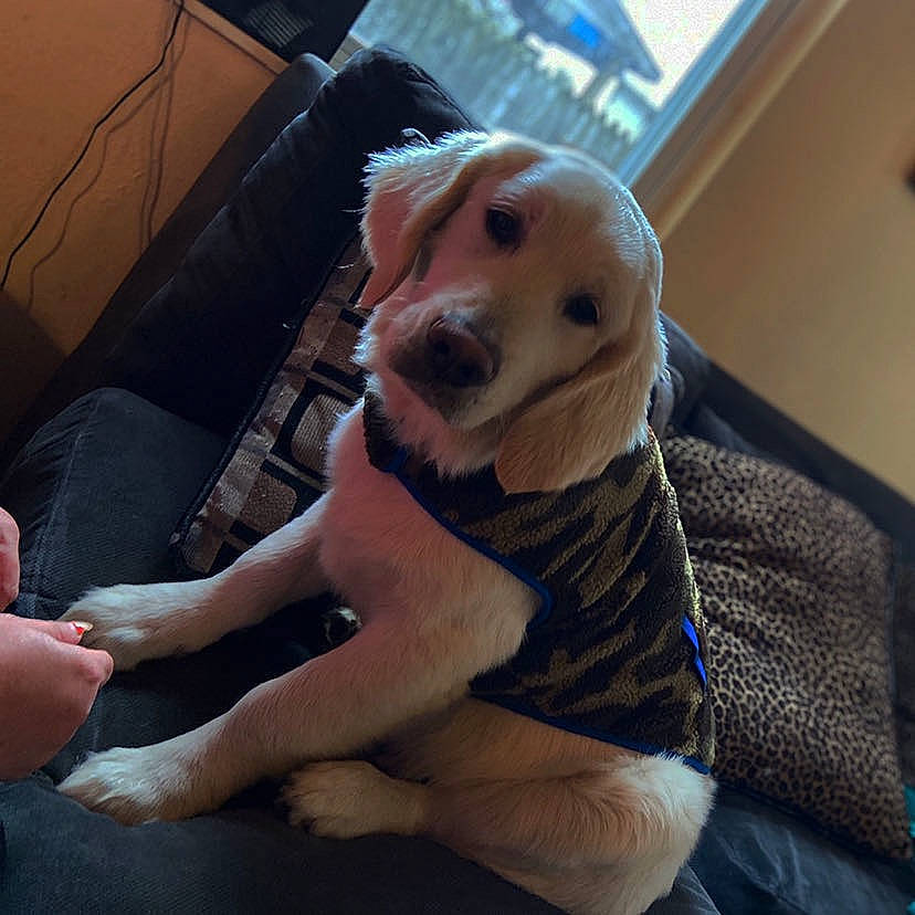 Hank is registered to the contest to win money with this photo: canidae, carnivore, companion_dog, dog, dog_breed, fawn, golden_retriever, labrador_retriever, mammal, puppy, puppy_love, retriever, snout, sporting_group