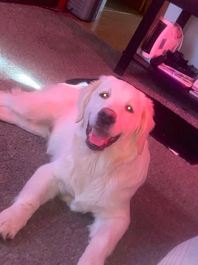 Hank joined the competition — help win amazing prizes! akbash_dog, canidae, carnivore, companion_dog, dog, dog_breed, fawn, golden_retriever, labrador_retriever, mammal, retriever, snout, sporting_group, tail, vertebrate