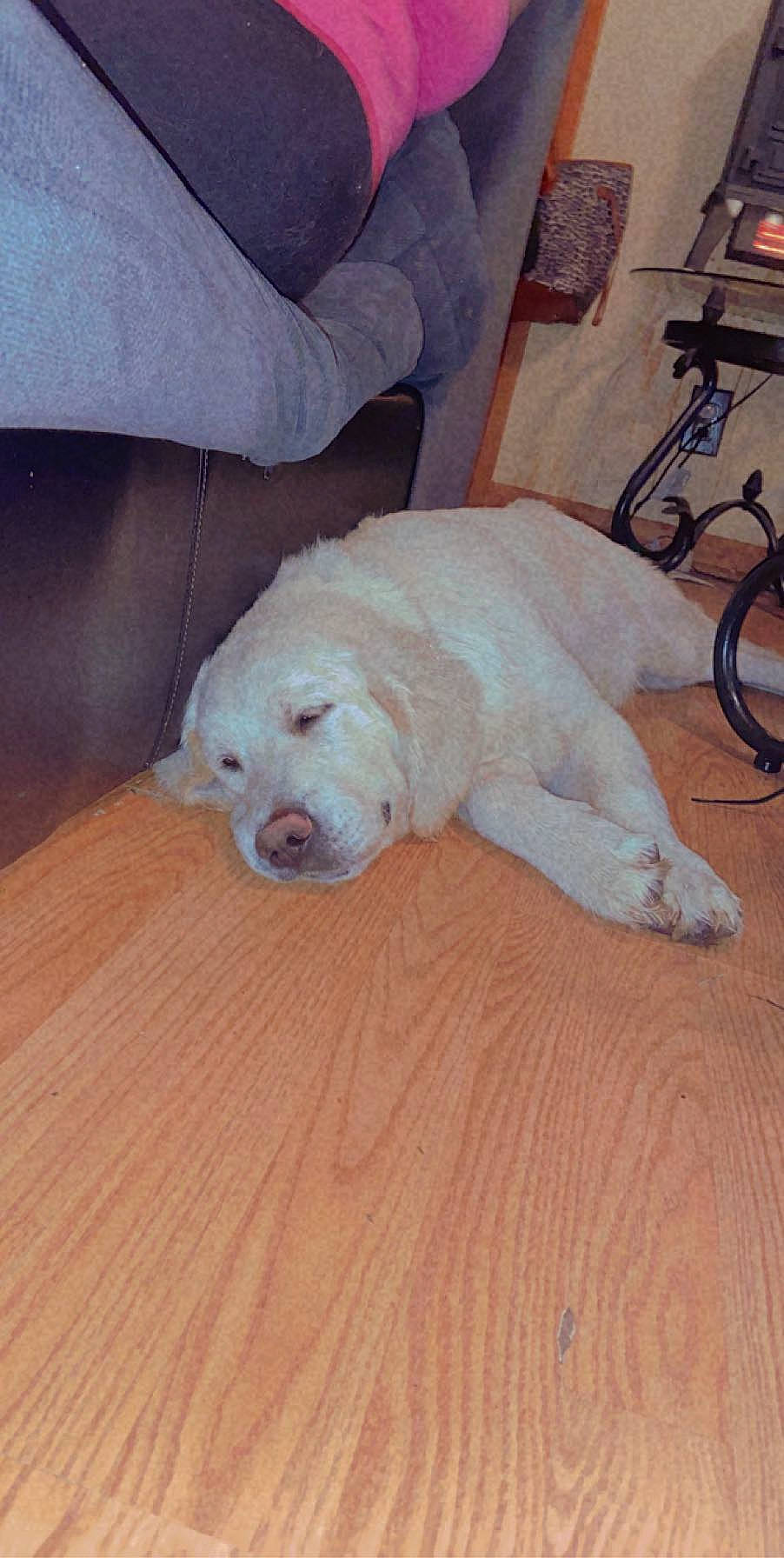 Hank joined the competition — help win amazing prizes! canidae, carnivore, companion_dog, dog, dog_breed, dogo_argentino, fawn, floor, labrador_retriever, mammal, puppy, retriever, sporting_group