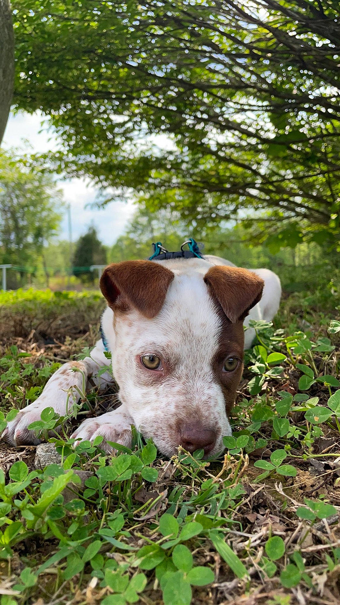 Echo joined the competition — help win amazing prizes! carnivore, collar, companion_dog, dairy_cow, dog, dog_breed, fawn, grass, grassland, groundcover, landscape, livestock, pasture, plant, soil, terrestrial_animal, tree, whiskers, wood, working_animal