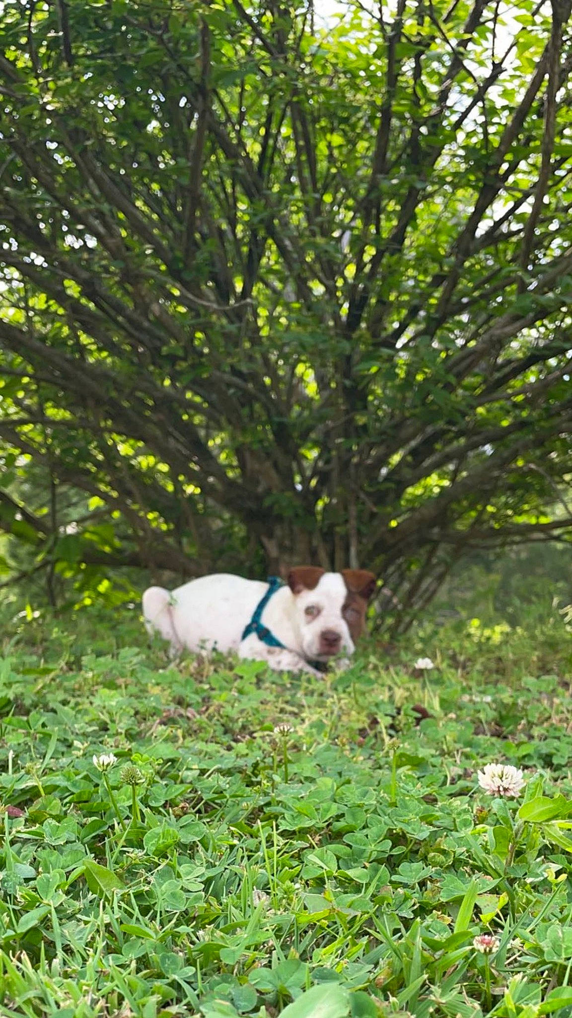 Echo joined the competition — help win amazing prizes! carnivore, companion_dog, dog, dog_breed, forest, grass, grassland, groundcover, herbaceous_plant, landscape, natural_landscape, pasture, plant, shrub, tail, terrestrial_animal, terrestrial_plant, terrier, tree, working_animal