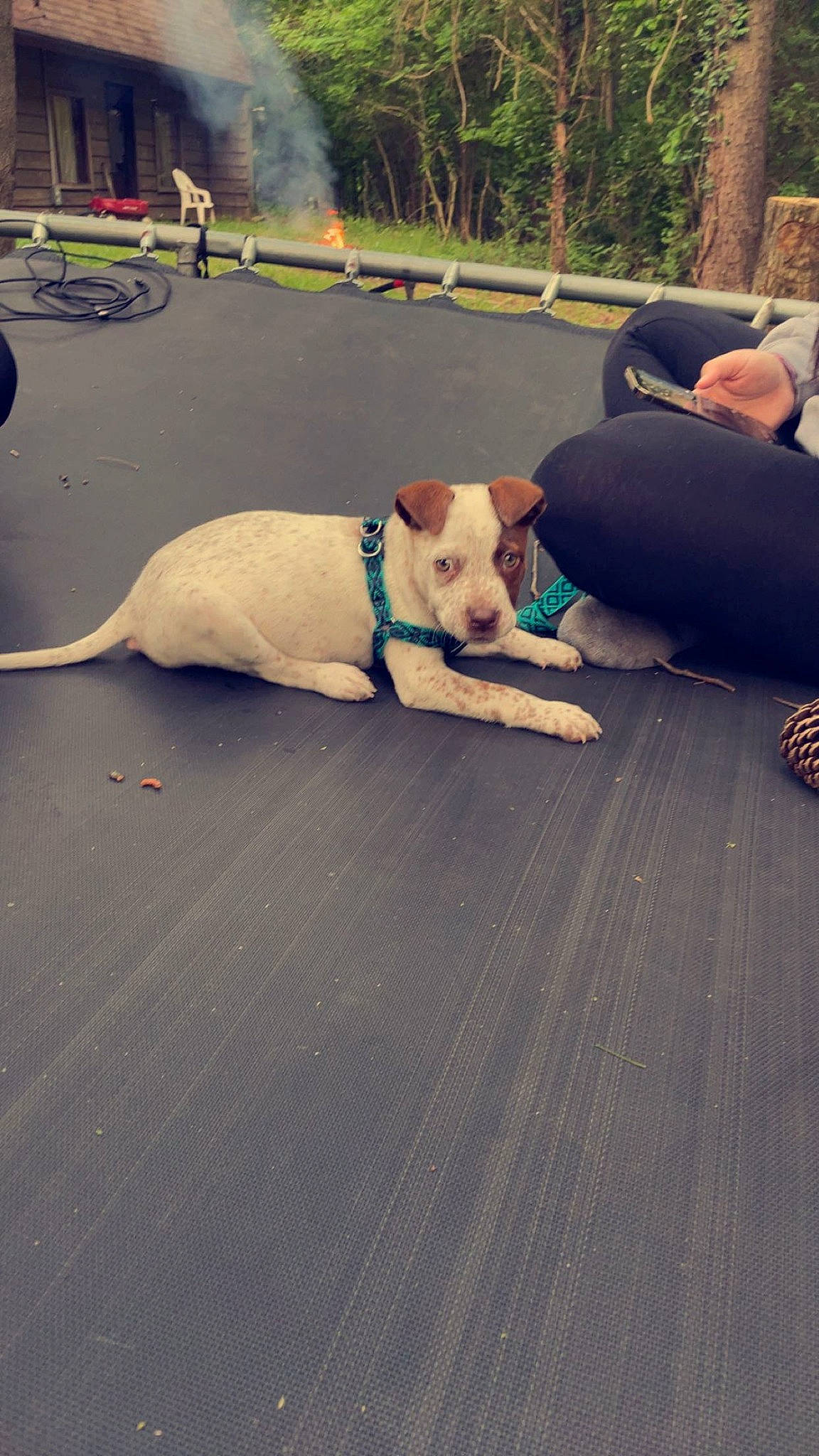 Echo joined the competition — help win amazing prizes! asphalt, carnivore, collar, comfort, companion_dog, dog, dog_breed, dog_collar, fawn, floor, flooring, grass, leisure, pet_supply, road_surface, sidewalk, sporting_group, tail, wood, working_animal