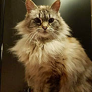 Pomepome participe au concours pour gagner de l'argent avec cette photo : cat, fluffy, long_hair, sitting, indoor, pet, feline, whiskers, ears, eyes, fur, glasses, table, soft_light, portrait, domestic_animal, closeup, animal, cozy, background