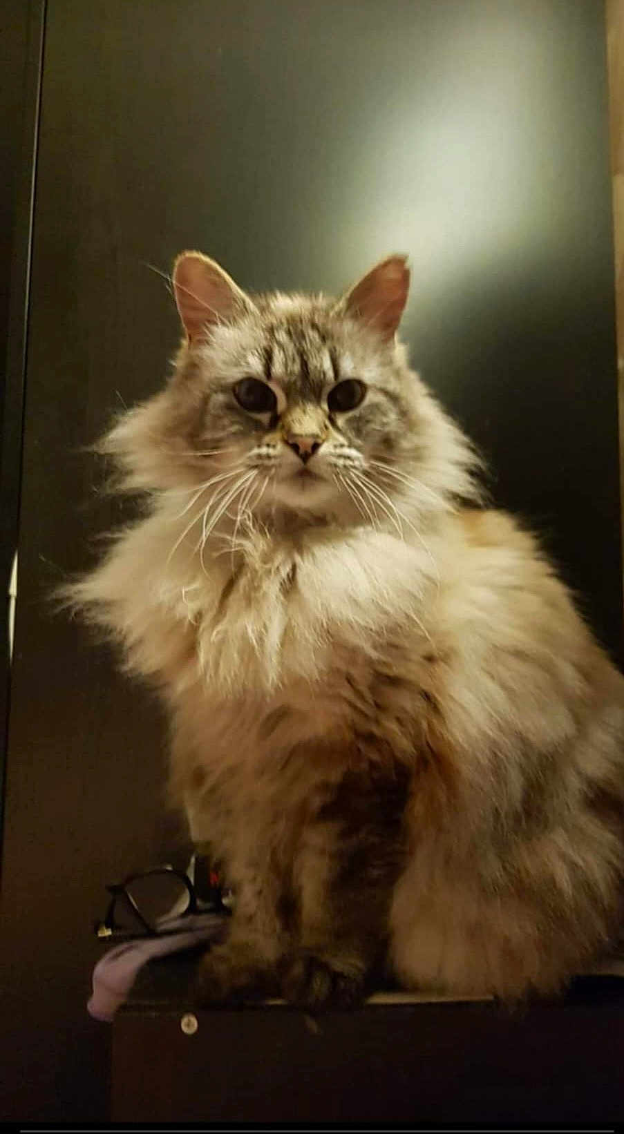 Pomepome participe au concours pour gagner de l'argent avec cette photo : cat, fluffy, long_hair, sitting, indoor, pet, feline, whiskers, ears, eyes, fur, glasses, table, soft_light, portrait, domestic_animal, closeup, animal, cozy, background