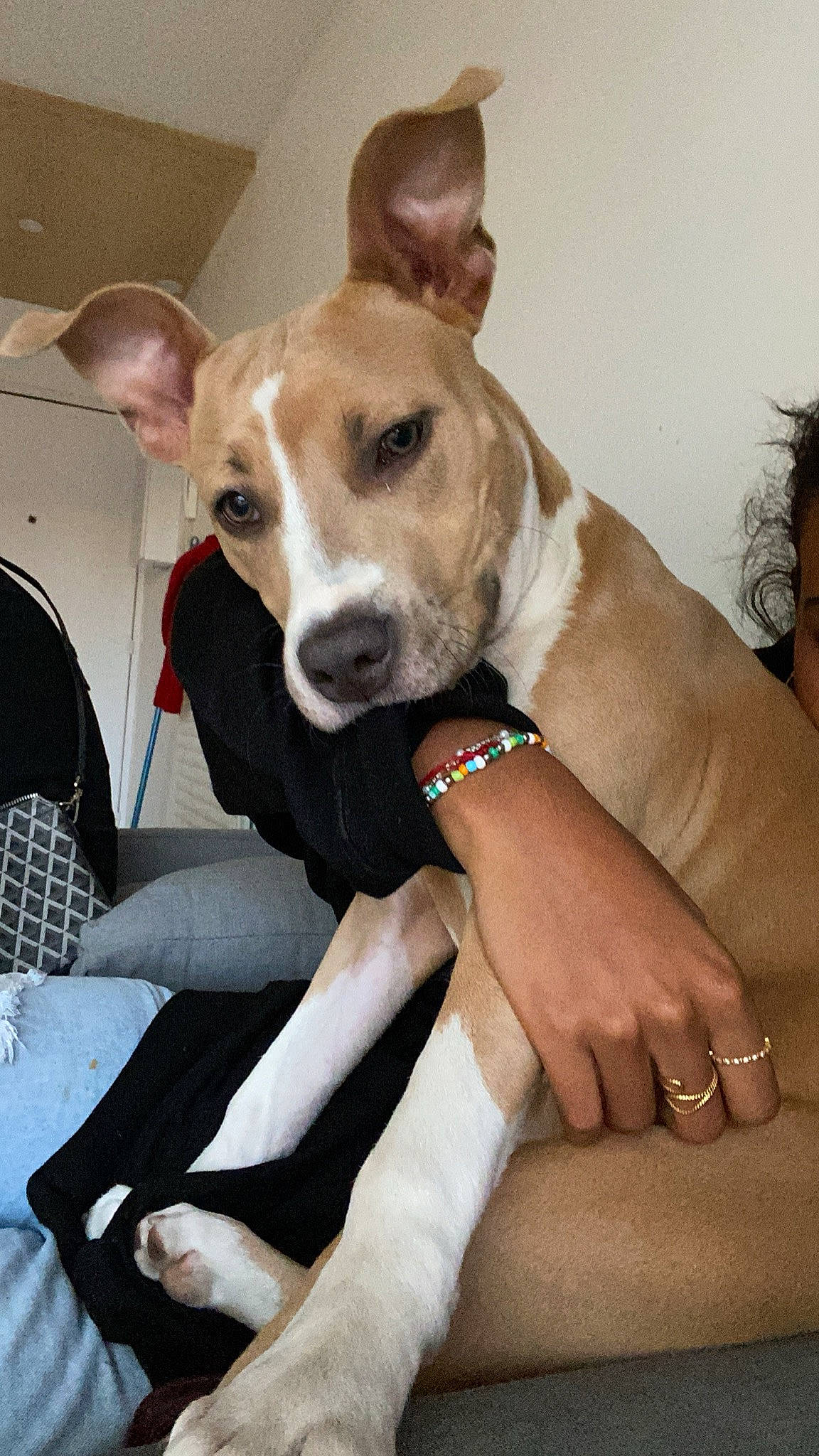 Hinata a rejoint le concours — aidez-le/la à gagner de superbes lots ! canidae, carnivore, chair, collar, comfort, companion_dog, dog, dog_breed, dog_collar, dog_supply, fawn, fur, human_leg, pet_supply, sighthound, snout, sporting_group, whiskers, working_animal, wrist