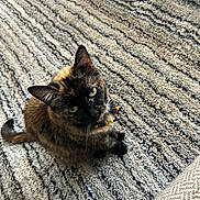Pumpkin joined the competition — help win amazing prizes! abyssinian, accessories, animal, armchair, blackcat, brasssection, cat, chair, couch, furniture, homedecor, horn, kitten, manx, musicalinstrument, pet, rug, siamese, strap, wood