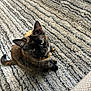 abyssinian, accessories, animal, armchair, blackcat, brasssection, cat, chair, couch, furniture, homedecor, horn, kitten, manx, musicalinstrument, pet, rug, siamese, strap, wood