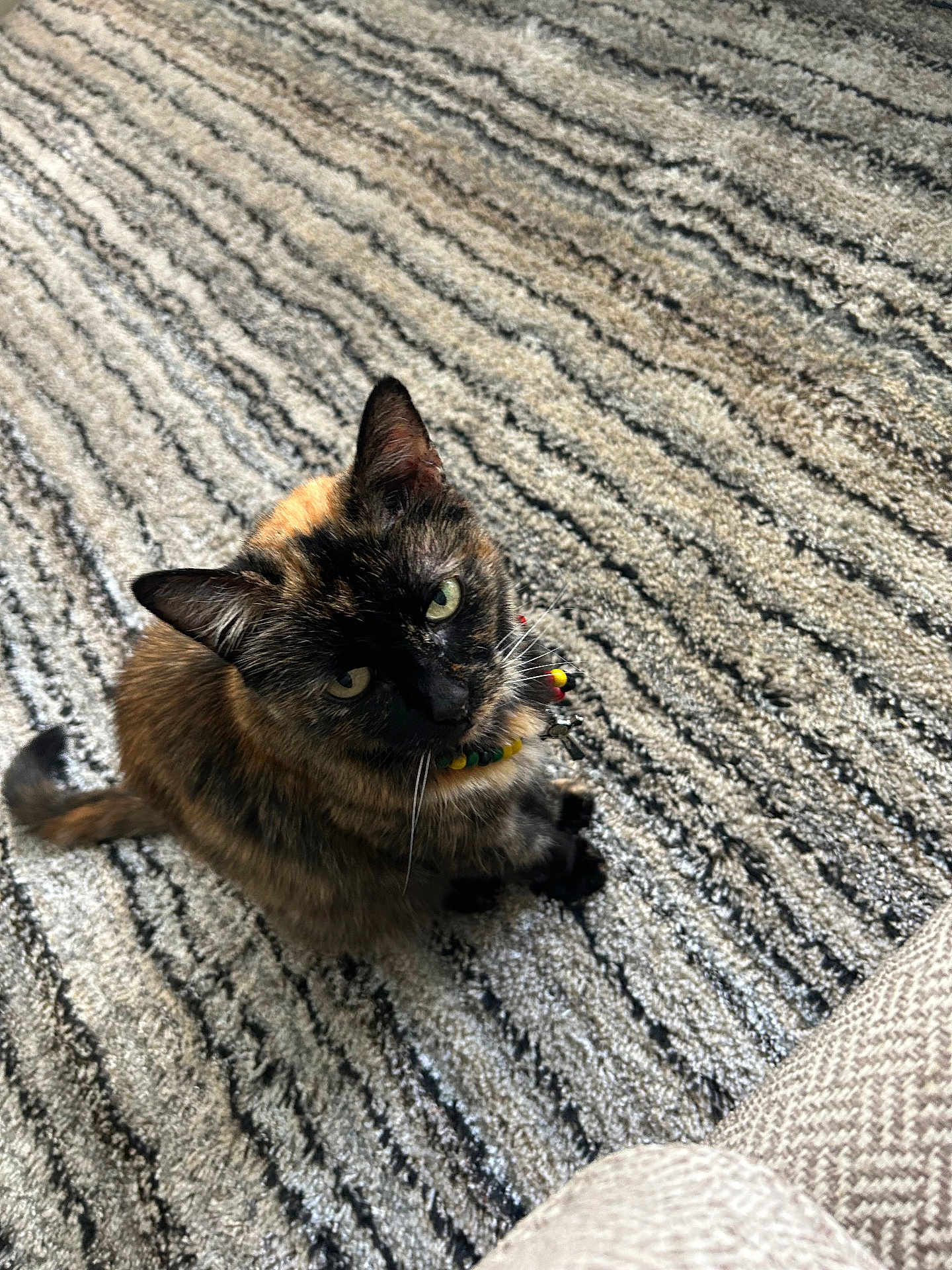 Pumpkin joined the competition — help win amazing prizes! abyssinian, accessories, animal, armchair, blackcat, brasssection, cat, chair, couch, furniture, homedecor, horn, kitten, manx, musicalinstrument, pet, rug, siamese, strap, wood