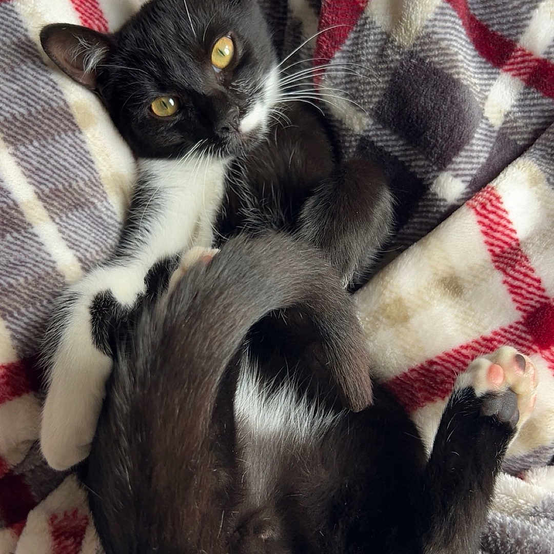 Aïlow participe au concours pour gagner de l'argent avec cette photo : cat, black_and_white, pet, animal, feline, blanket, plaid, cozy, fur, whiskers, tail, paws, relaxed, indoor, cute, curious, yellow_eyes, soft_texture, resting, sleepy