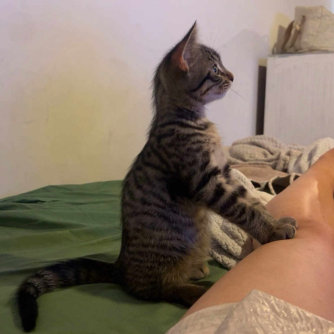 Blue participe au concours pour gagner de l'argent avec cette photo : kitten, cat, tabby, indoor, bed, blanket, person, leg, feline, pet, curious, resting, animal, young, striped, domestic, cozy, room, side_view, paw